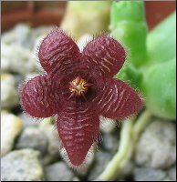 Stapelia paniculata subsp scitula 1